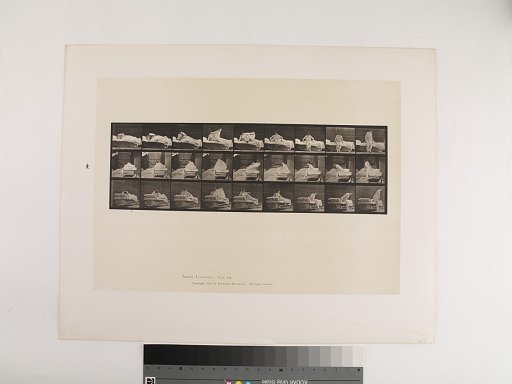 Animal Locomotion. Plate 265.