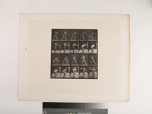 Animal Locomotion. Plate 282.