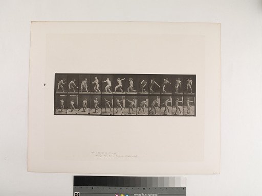 Animal Locomotion. Plate 284.