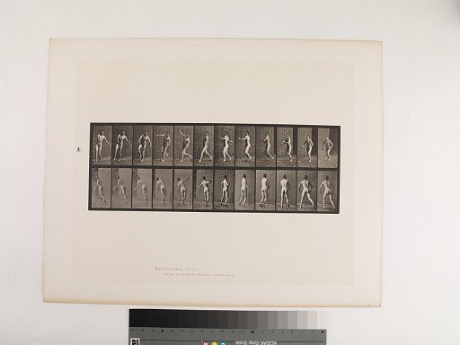 Animal Locomotion. Plate 290.
