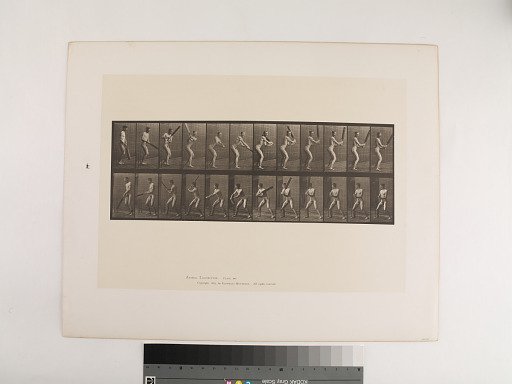 Animal Locomotion. Plate 293.