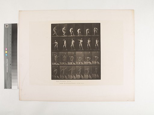 Animal Locomotion. Plate 302.