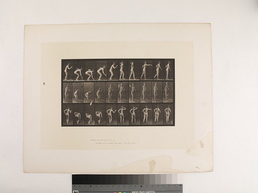 Animal Locomotion. Plate 204.