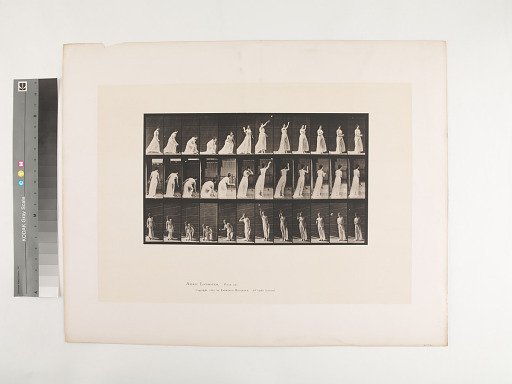 Animal Locomotion. Plate 305.