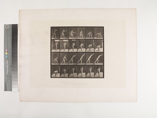 Animal Locomotion. Plate 307.
