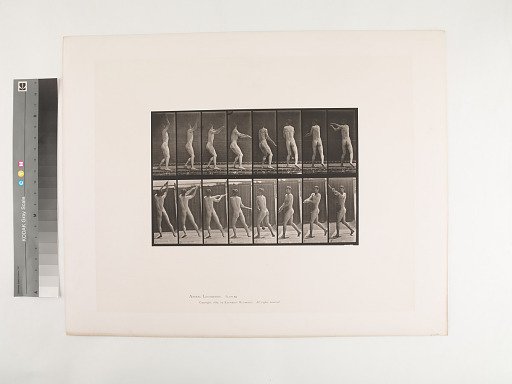 Animal Locomotion. Plate 309.