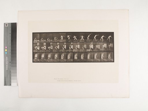 Animal Locomotion. Plate 310.