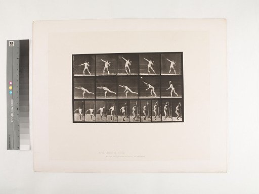 Animal Locomotion. Plate 313.