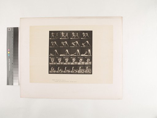 Animal Locomotion. Plate 333.