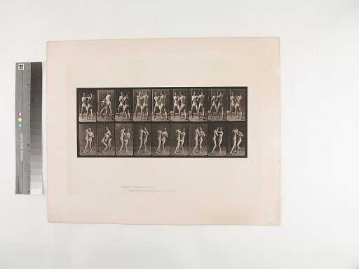 Animal Locomotion. Plate 337.