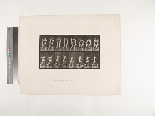 Animal Locomotion. Plate 342.