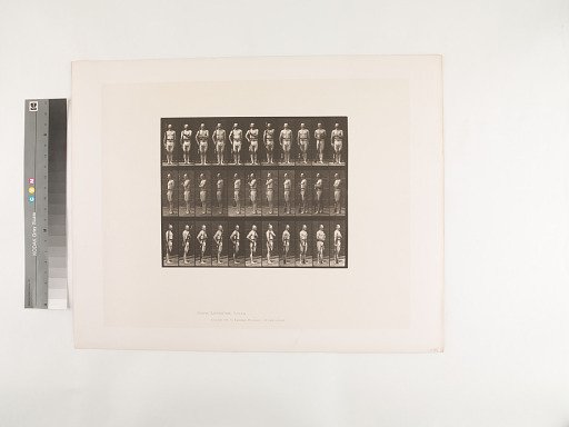 Animal Locomotion. Plate 354.