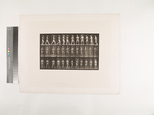 Animal Locomotion. Plate 355.