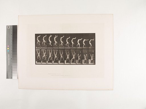 Animal Locomotion. Plate 368.