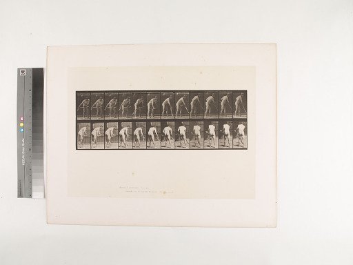 Animal Locomotion. Plate 390.