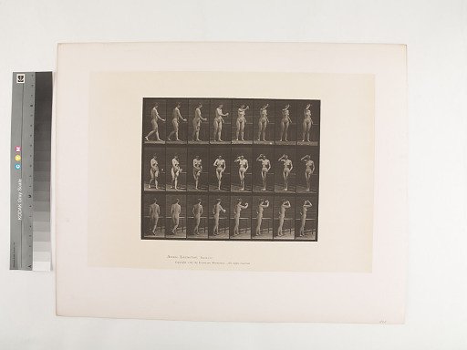 Animal Locomotion. Plate 443.