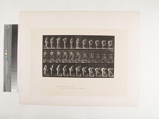 Animal Locomotion. Plate 446.