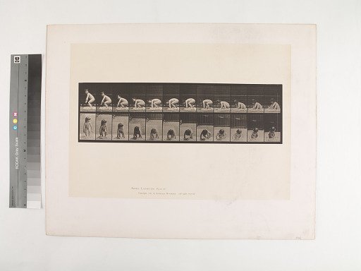Animal Locomotion. Plate 479.