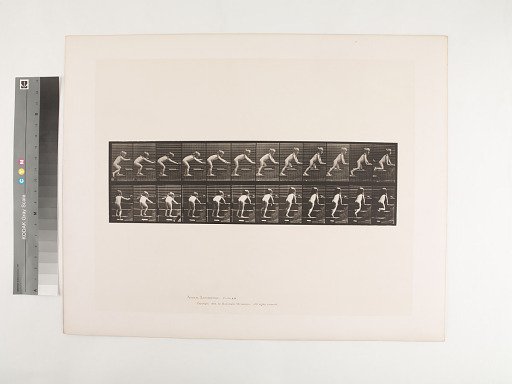 Animal Locomotion. Plate 480.
