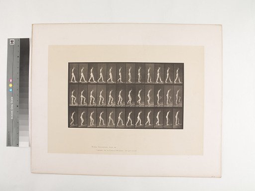 Animal Locomotion. Plate 482.