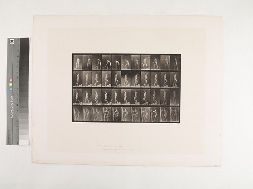 Animal Locomotion. Plate 486.