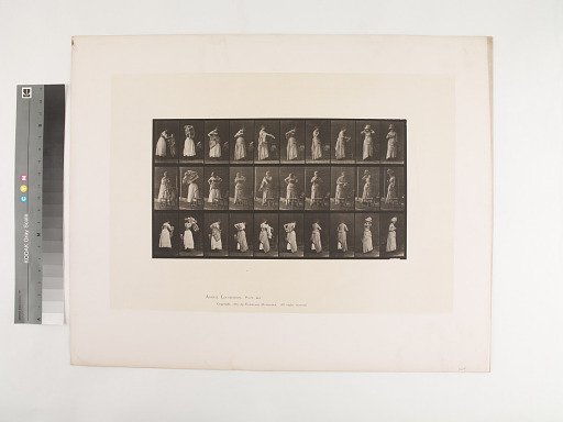 Animal Locomotion. Plate 495.