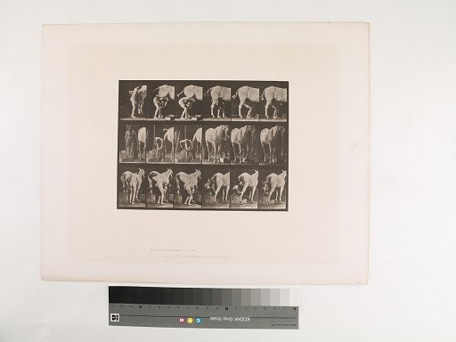 Animal Locomotion. Plate 509.