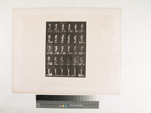 Animal Locomotion. Plate 525.