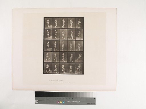 Animal Locomotion. Plate 528.