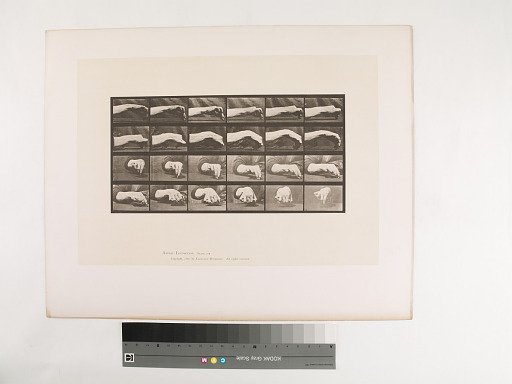 Animal Locomotion. Plate 532.