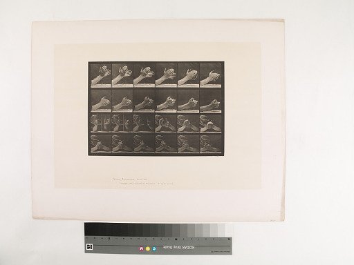 Animal Locomotion. Plate 533.