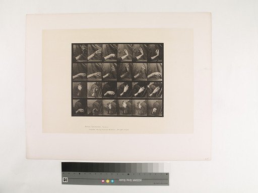 Animal Locomotion. Plate 535.