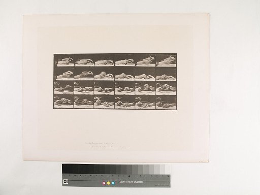 Animal Locomotion. Plate 536.