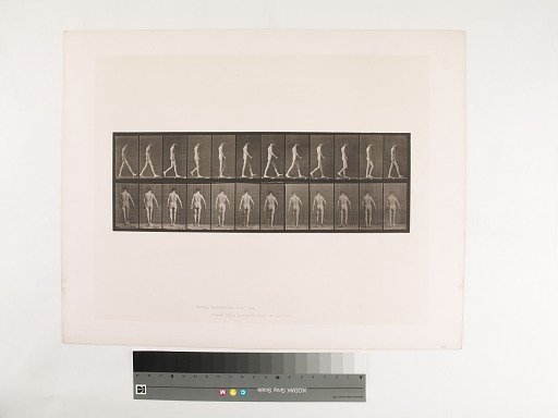 Animal Locomotion. Plate 546.