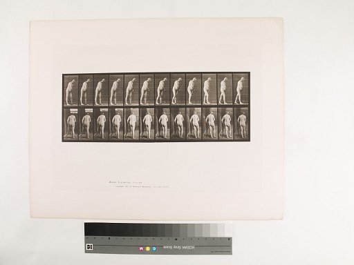 Animal Locomotion. Plate 547.