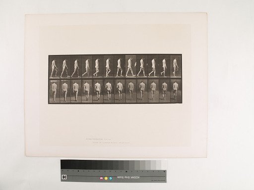 Animal Locomotion. Plate 549.