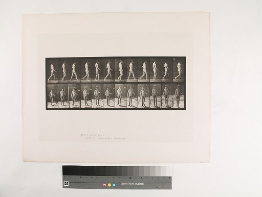 Animal Locomotion. Plate 551.