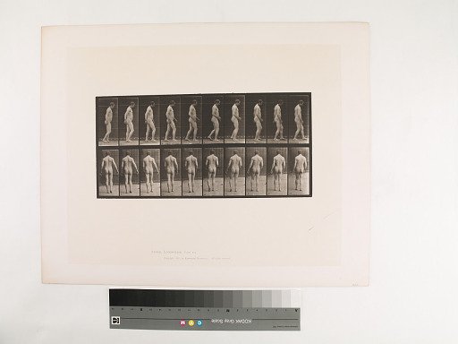 Animal Locomotion. Plate 553.