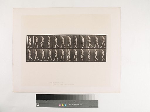 Animal Locomotion. Plate 555.