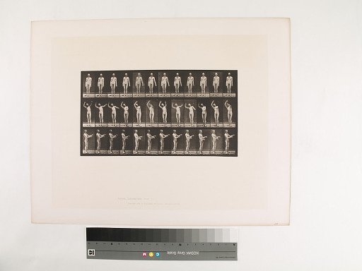 Animal Locomotion. Plate 557.