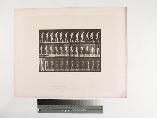 Animal Locomotion. Plate 559.