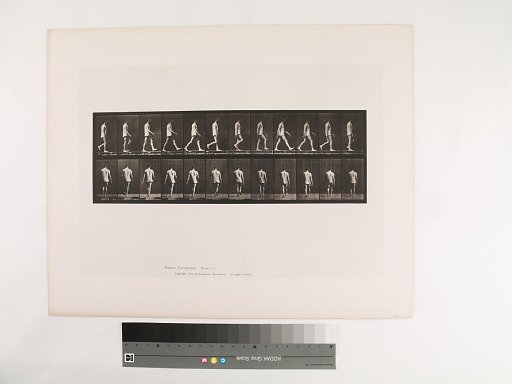 Animal Locomotion. Plate 560.