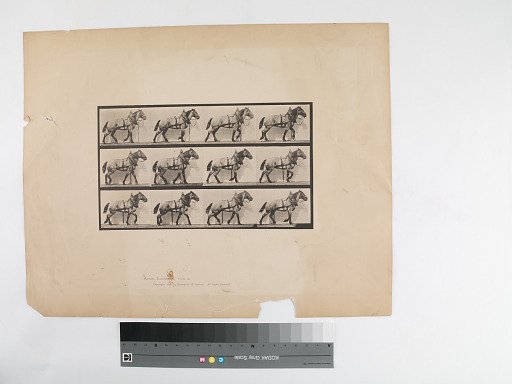 Animal Locomotion. Plate 567.