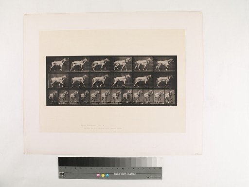 Animal Locomotion. Plate 571.