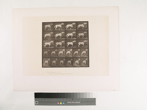 Animal Locomotion. Plate 572.