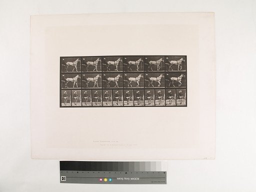 Animal Locomotion. Plate 585.