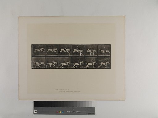Animal Locomotion. Plate 641.