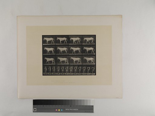 Animal Locomotion. Plate 656.