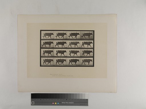 Animal Locomotion. Plate 669.