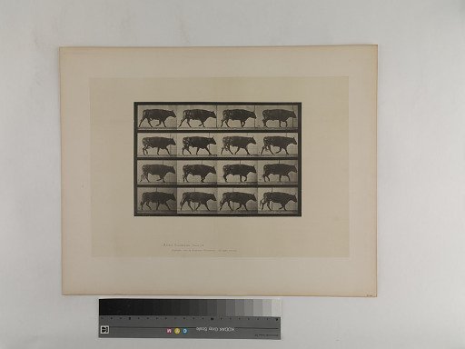 Animal Locomotion. Plate 672.